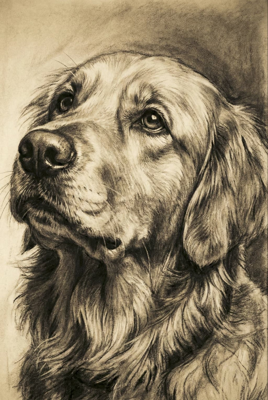 Custom Charcoal Pet Sketch