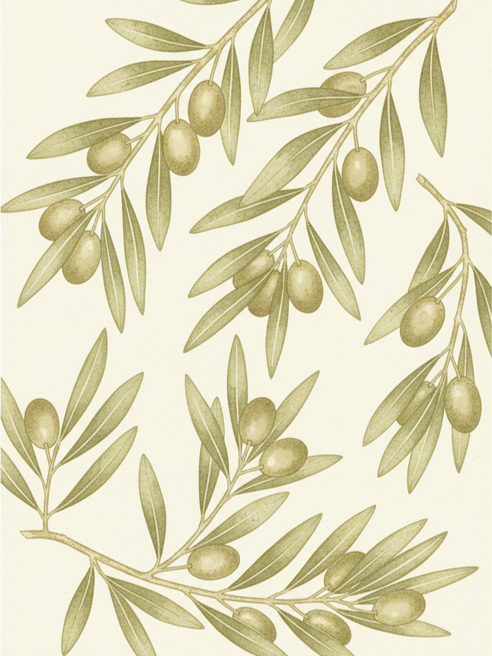 Olive Branch Mediterranean Art Print