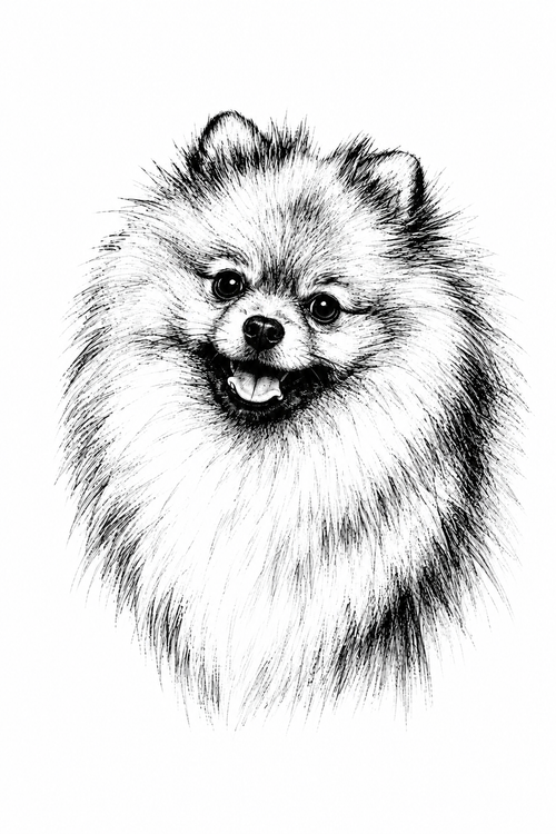 Custom black-and-white fine ink pet portrait featuring a fluffy Pomeranian in crisp hand-drawn linework on white paper