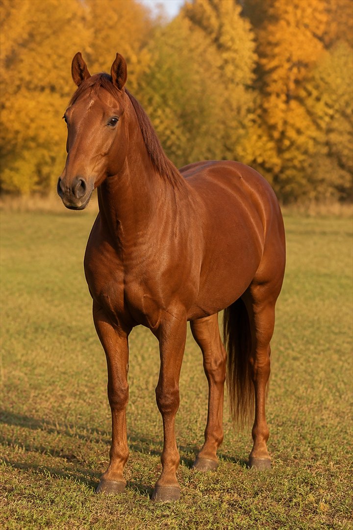 Chestnut horse photo before portrait transformation